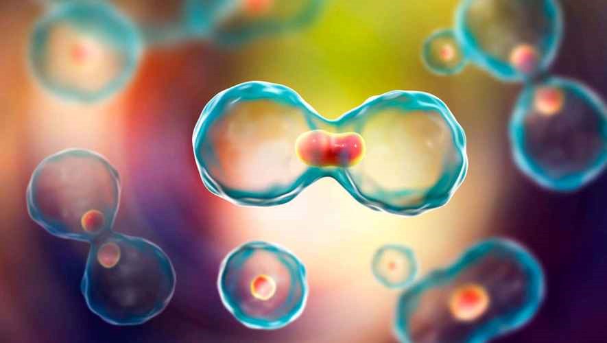 三气培养箱在细胞生物学研究的应用发展趋势