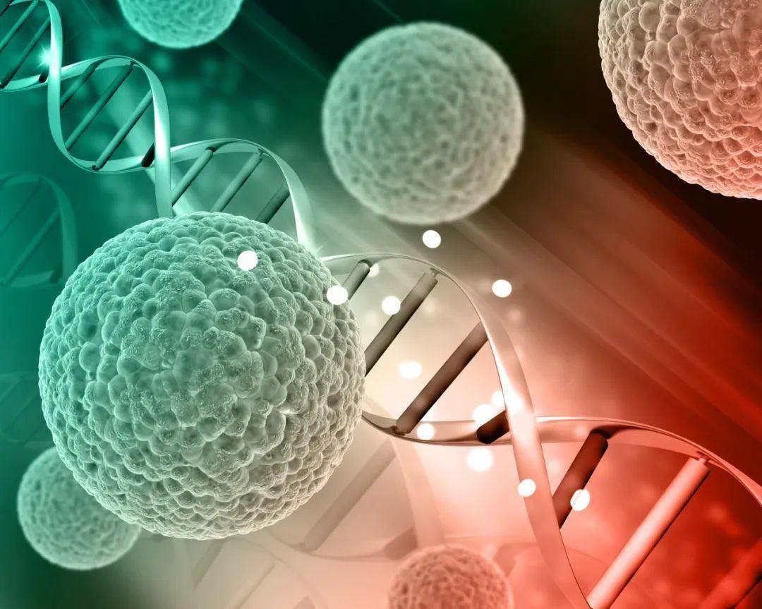 博清生物酶标仪：细胞生物学中细胞增殖检测的科研应用