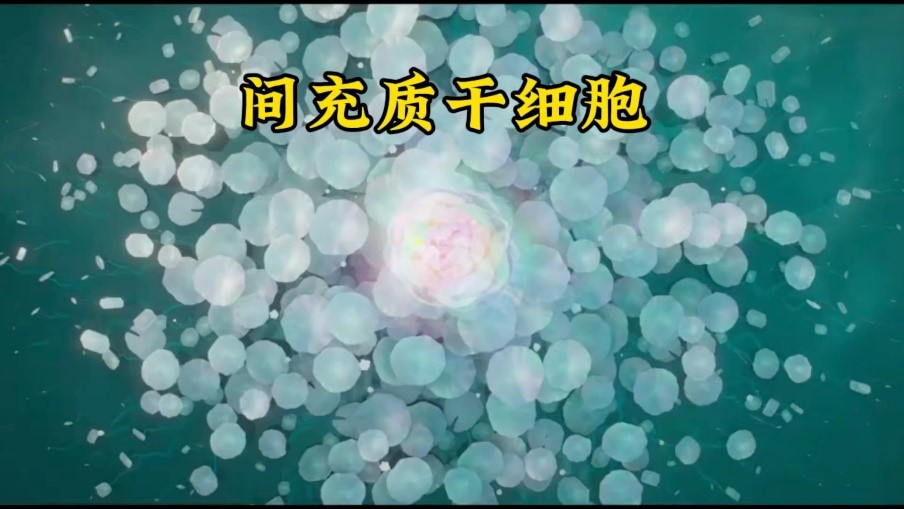 博清生物三气培养箱在生命科学研究中维持间充质干细胞干性的应用