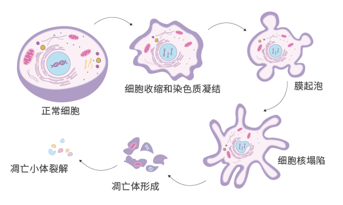 博清生物酶标仪在细胞生物学中细胞凋亡分析的应用
