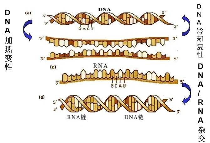 电热恒温水浴锅助力生命科学之核酸杂交实验