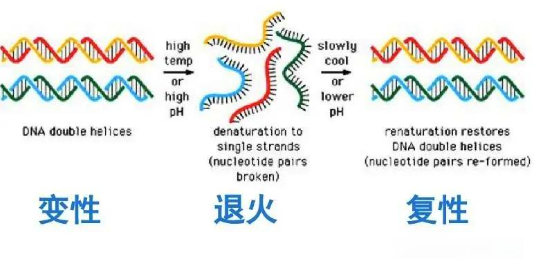博清生物电热恒温水浴锅在分子生物学实验中核酸蛋白变性与复性的应用