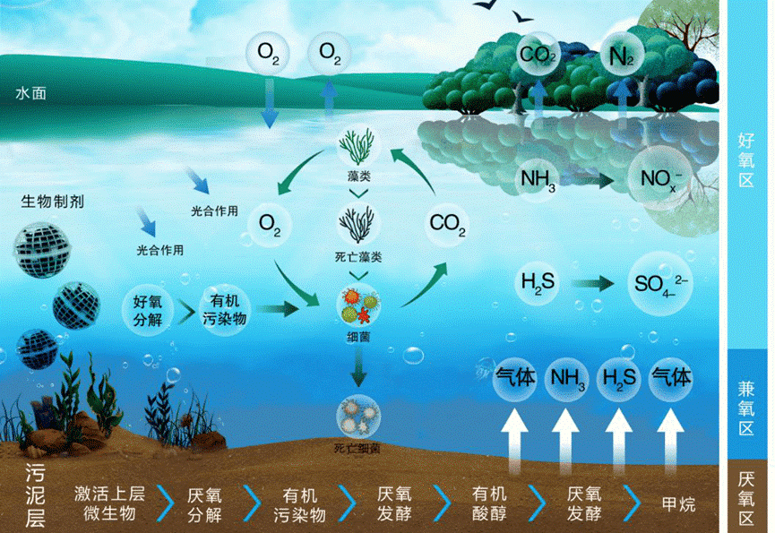 核酸提取仪在水体微生物分析及环境监测与生态研究中的应用