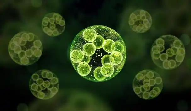 荧光定量PCR仪在环境监测与生态研究中微生物群落定量的应用