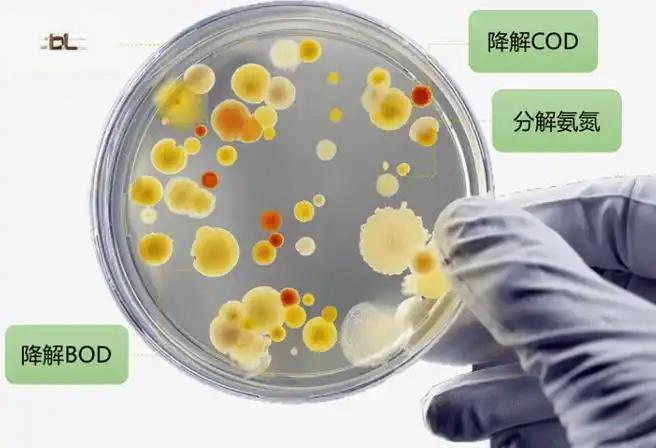 三气培养箱在厌氧污水处理及功能微生物调控中的应用研究