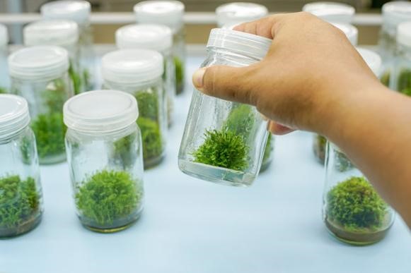 三气培养箱在植物细胞与组织培养中的应用及效能研究