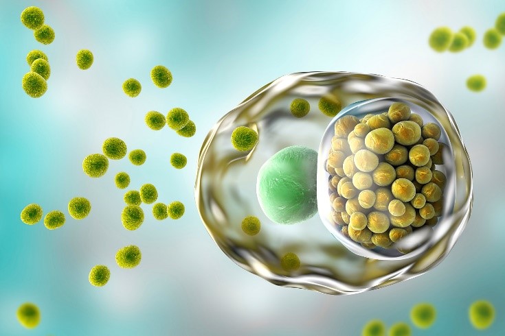 核酸提取仪在病毒学病毒分离中的应用研究